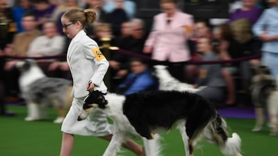 Young handlers in the Junior Showmanship Preliminaries strut their stuff at the Dog Show. Timothy A Clary / AFP Photo