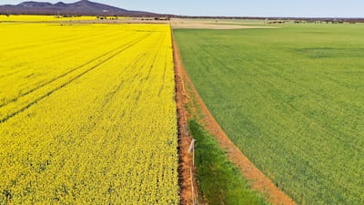 Canola crop in a field near Lara, south of Melbourne. Agriculture is one of Australia's key industries, which is boosting the demand for fertilisers. Bloomberg