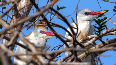 The roadside tree has been popular hangout for birds for many years. Photo: Victor Besa