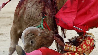Spanish apprentice bullfighter Diego Carretero is gored at Las Ventas bullring in Madrid. Chema Moya / EPA