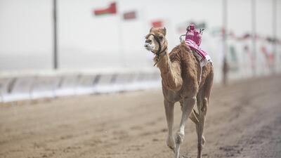 A camel, fitted with a robotic jockey, during a race.