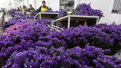 A Colombian flower grower organises bouquets. Picture taken January 29, 2015. John Vizcaino / Reuters