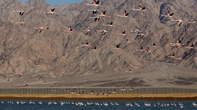 Flock of migrating Greater flamingo take to skies at the salt pools south Eilat on the border between Jordan and Israel. EPA
