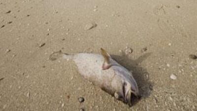 A fish lies on the beach along Dubai Creek between Business Bay and Al Garhoud Bridges giving off a foul smell.
