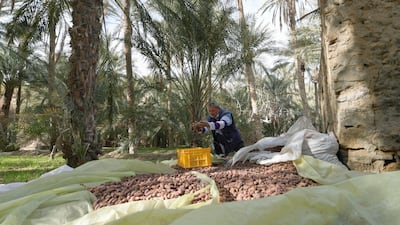 A farmer harvests dates in the south-western Tunisian oasis of Nefta, by the endorheic Chott el-Djerid salt lake. AFP