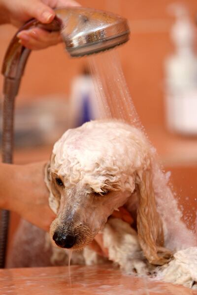 A dog is bathed at a salon. Pawan Singh / The National