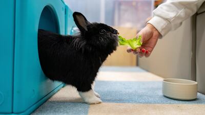 A staff member feeds a rabbit at the Bunny Style Hotel in Hong Kong, Wednesday, Jan. 18, 2023. With the lifting of COVID restrictions, Hong Kongers are traveling again and some of those who keep rabbits at pets are booking them into a rabbit resort where they are fed, exercised and pampered with spa treatments. The Lunar New Year of the Rabbit is shining a particular spotlight on the popularity of the animals in the crowded city of tiny apartments. (AP Photo / Anthony Kwan)