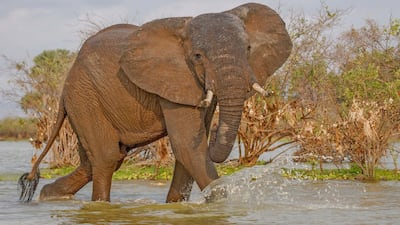 An elephant at Selous Game Reserve, Tanzania. Couretsy Asilia Africa