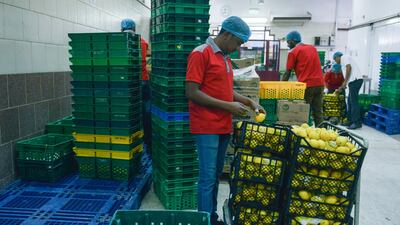 Migrant workers in the cold storage room at the fruit and vegetable market at Mina Zayed in Abu Dhabi. The ease of employing migrant workers has been a major contributor to the rapid growth experienced by Gulf countries. Khushnum Bhandari / The National