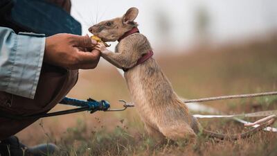Magawa the hero rat was laid to rest over the weekend, aged 8. AFP