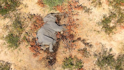 This image provided courtesy of the National Park Rescue charity shows the carcass of one of the many elephants which have died mysteriously in the Okavango Delta in Botswana. Hundreds of elephants have died mysteriously in Botswana's famed Okavango Delta, the wildlife department said, ruling out poaching as the tusks were found intact. The landlocked southern African country has the world's largest elephant population, estimated to be around 130,000. AFP