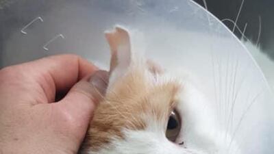 Larry has lived outdoors for years but showed up one day with a horrific face wound. He is now living at the vet's but deserves a home of his own. He is microchipped, neutered and vaccinated and he just loves cuddles. Larry is FIV positive and approximately 4 years old. He is great with other cats and loves people. For more information on adoption, visit Jackie’s Cats UAE on Facebook or WhatsApp 050 667 4220 or email jac.covill@gmail.com