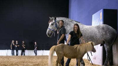 Merlin, 6, a percheron breed, the Cavalia's tallest stallion, says hello to Troubadour, a 15-year-old miniature stallion and the smallest horse in the stable. Silvia Razgova / The National.