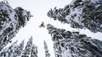 High-flying jay by Lasse Kurkela, showing a Siberian jay fly to the top of a spruce tree to stash its food in Finland, won Young Wildlife Photographer of the Year: 15-17 Years Award. Lasse Kurkela / Wildlife Photographer of the Year