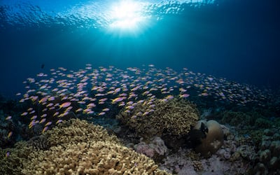 A coral reef in the Maldives. The World Bank has warned that the impact of climate change on coral reefs and fisheries will worsen sharply by the middle of the century. AP