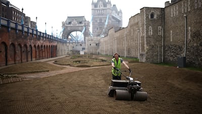 A gardener sows seeds into the moat surrounding the Tower of London that will grow into a 'superbloom' display to celebrate the jubilee later this year. Reuters