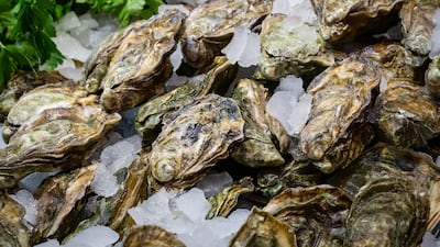 Pacific oysters have created large reefs in estuaries in south-west England decades after they were brought from North America to be farmed. Getty Images