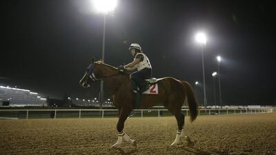 California Chrome goes through his paces with a work rider on Tuesday night at Meydan racecourse to prepare for the 2015 Dubai World Cup. Ali Haider / EPA