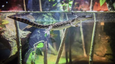 At only 30cm long and weighing 70g, the baby crocs are dwarfed by their 5.1 metre, 750kg dad. Courtesy Dubai Aquarium & Underwater Zoo