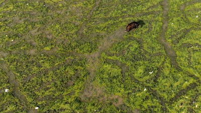 Buffalo wade through the Hawizeh Marshes