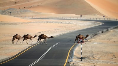 Camels cross a road during the Mazayin Dhafra Camel Festival in the desert near the city of Madinat Zayed. Ras Al Khaimah is building its first camel underpass, on Al Shuhada road. Karim Sahib / AFP Photo