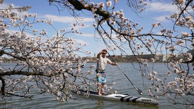 A man paddles past cherry blossoms which have reached their peak bloom, along the Tidal Basin in Washington. Reuters