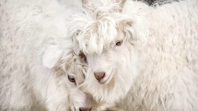 A new documentary by Oscar winning director Luc Jacquet goes to the source of cashmere. Photo by Giulio Di Sturco