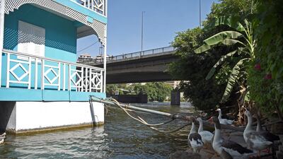 Geese raised by Ms Helmy stand next to her houseboat. She faces eviction and her boat being moved or demolished.