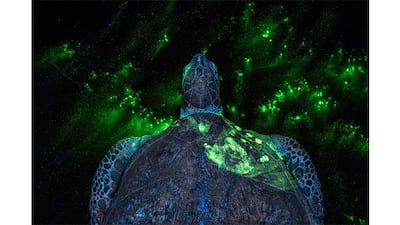 A dead green sea turtle baring a human handprint, revealed by fluorescent powder. Photographer Britta Jaschinski won the Earth Photo 2026 Award for her series documenting the illegal wildlife trade and the forensic experts fighting back. Photo: Britta Jaschinski