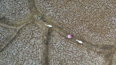 An aerial photo shows a shepherd herding sheep over a dried-up paddy field in drought-hit Jonggol, West Java, Indonesia. EPA