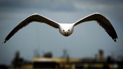A seagull flies above a rooftop in Rome. AFP