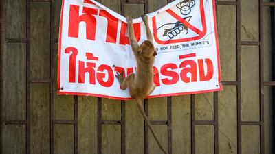 A longtail macaque tears down a poster reading "Don't feed the monkeys" in the town of Lopburi. AFP