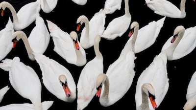 Mute swans float on the River Thames, in Windsor, England. AP Photo
