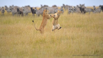 Lionesses frolick in Masai mara plains in Kenya. Adwait Aphale / The Comedy Wildlife Photography Awards 2019