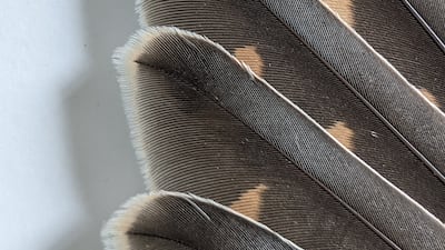 The feathers of the Eurasian Kestrel, one of 188 bird species documented by the virtual repository so far.