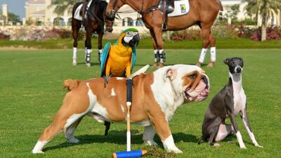 Rio has never been kept in a cage and is frequently taken on desert trips where he flies above his owner’s five dogs. Courtesy Steve Thompson