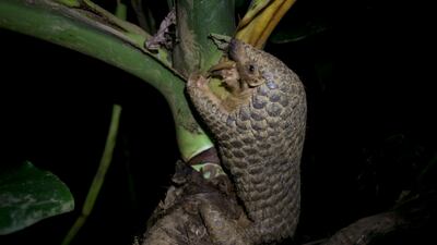 The Zoonomia Project is an international effort that compares the genetic blueprints of an array of animals, including the Chinese pangolin. AP