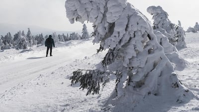 A hiker passes by a snow-covered tree on Brocken mountain in the Harz region, near Schierke, Germany. Swen Pfoertner / dpa via AP