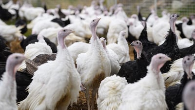 Traditional old breed Bronze and White turkeys are reared on 'Eastfield Turkeys' farm in the village of Oxspring, near Sheffield. AFP