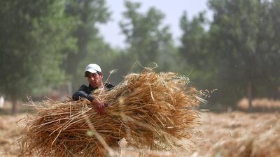 A syrian farmer carries wheat in Hamorieh. Prospects for this year’s crop are a concern. Momammad Badra / EPA