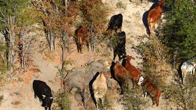 This image provided courtesy of the National Park Rescue charity shows the carcass of one of the many elephants which have died mysteriously in the Okavango Delta in Botswana. Hundreds of elephants have died mysteriously in Botswana's famed Okavango Delta, the wildlife department said, ruling out poaching as the tusks were found intact. The landlocked southern African country has the world's largest elephant population, estimated to be around 130,000. AFP