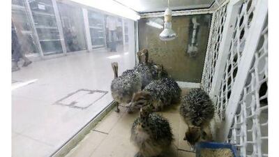 Exotic animals such as these young ostriches are found in the shops of Sharjah's Animal and Bird Souq. A reader says that banning the sale of protected species is meaningless unless the law is enforced. Jeffrey E Biteng / The National