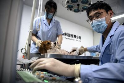 Chinese company Sinogene has cloned more than 40 pet dogs since 2017. AFP