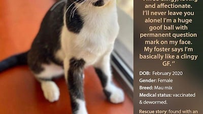 If interested in adopting, contact Red Paw Foundation on Facebook or email contact@redpawfoundation.org.