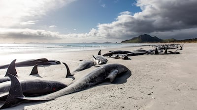 None of the whales could be rescued, with some of them euthanised.