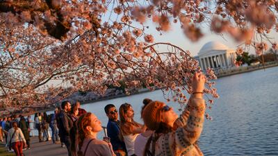 People under the cherry blossom trees watching the sunset as the trees reach their peak bloom in Washington. AP