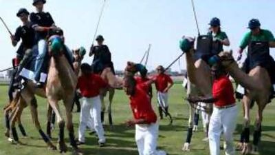 Camel polo is launched in Polo and Equestrian at Arabian Ranches in Dubai. Twelve camels, selected for their size and ability have been specially trained for this new version of polo.