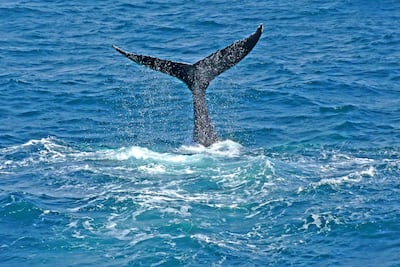 Whale watching near Reykjavik. Raimund Franken/ullstein bild via Getty Images