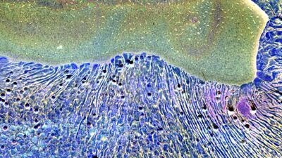 Daisuke Yokota, 'Untitled', 2016. Photo: Daisuke Yokota / Prix Pictet