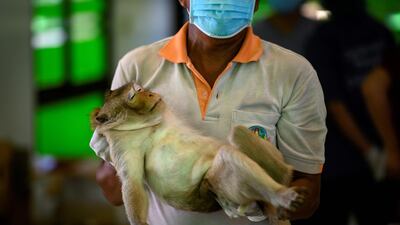 Lopburi's monkey population is the town's main tourist attraction but it’s growing unsustainable. AFP